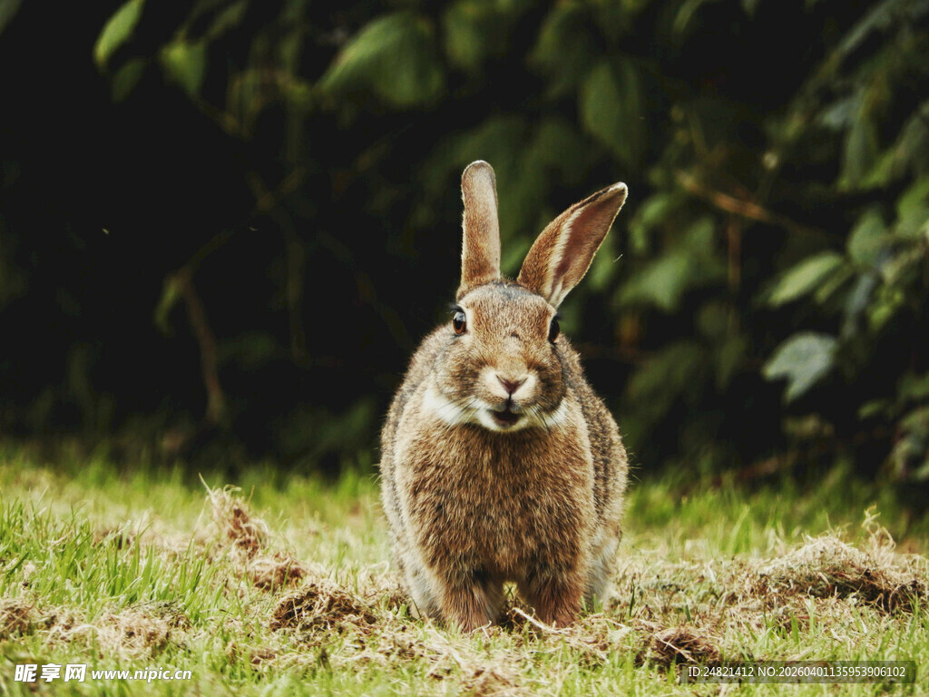 草地上的站立野兔