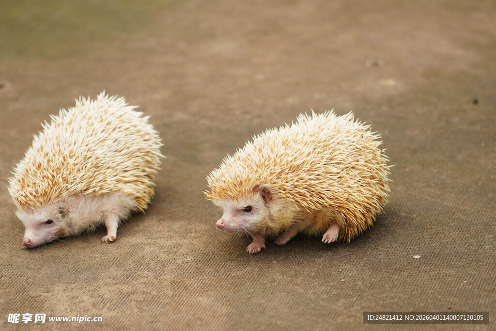 两只可爱小刺猬