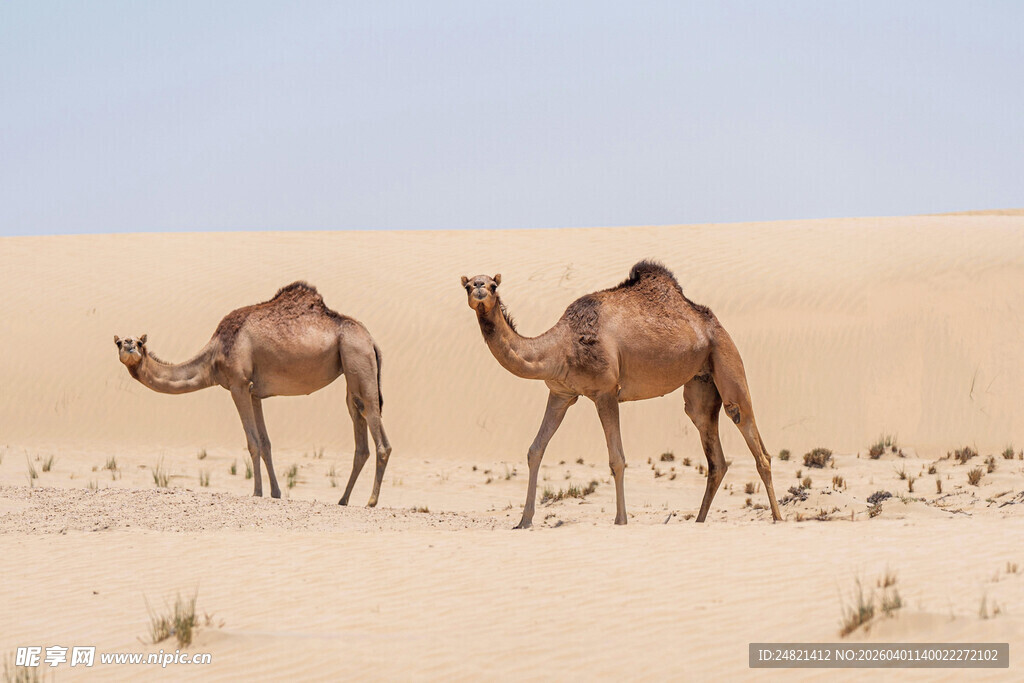 沙漠中的双峰骆驼