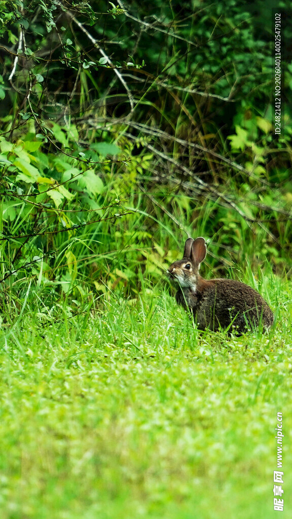 草地上的小兔子