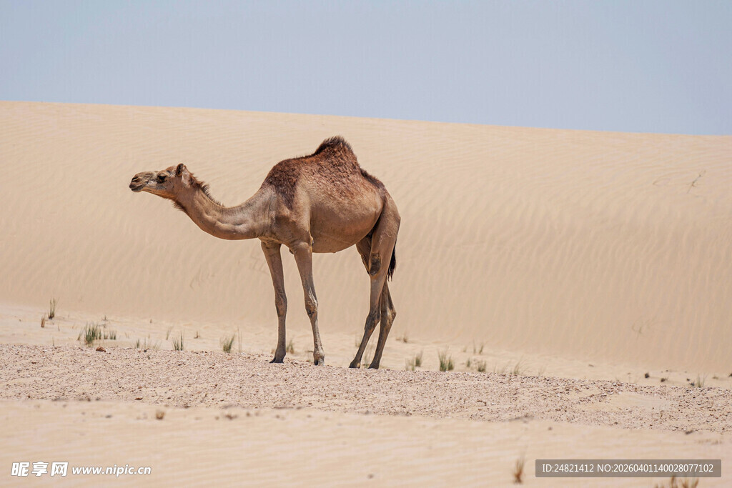沙漠中的单峰骆驼