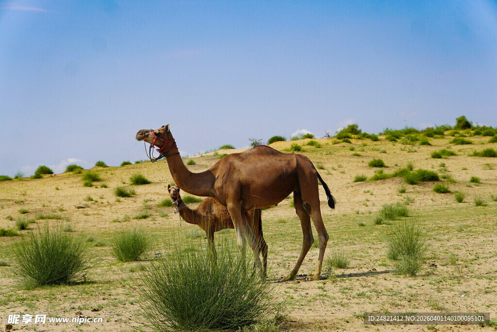 沙漠中的骆驼母子