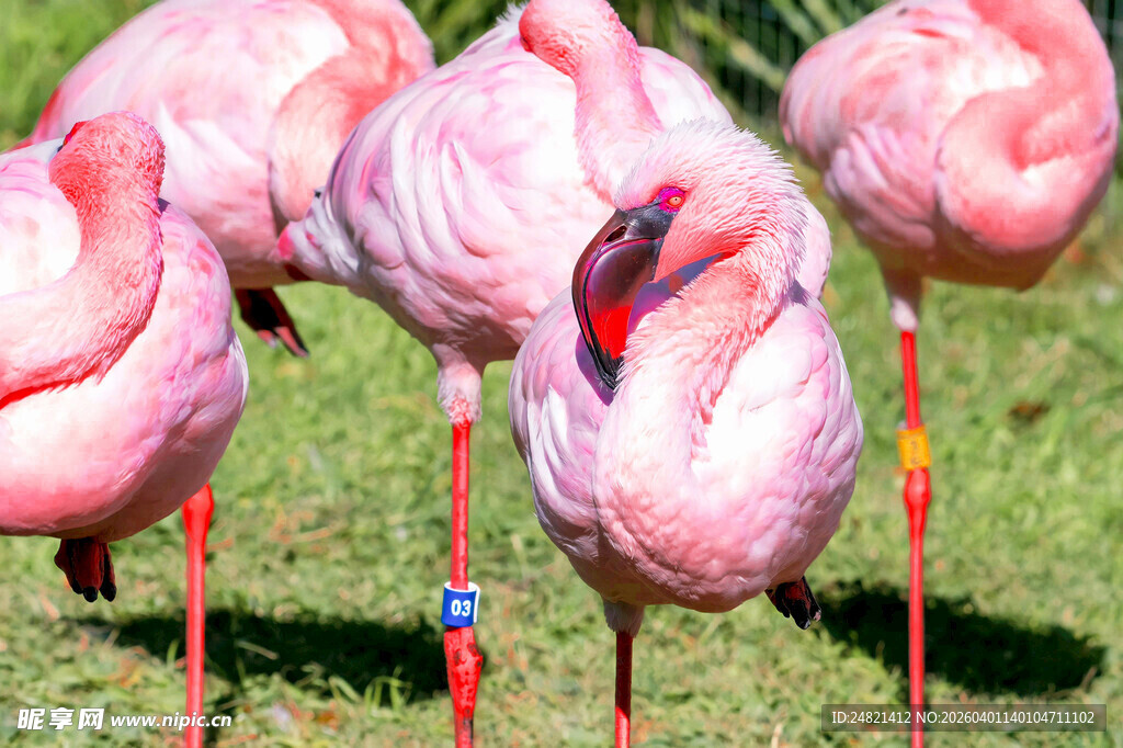 草地上的优雅火烈鸟