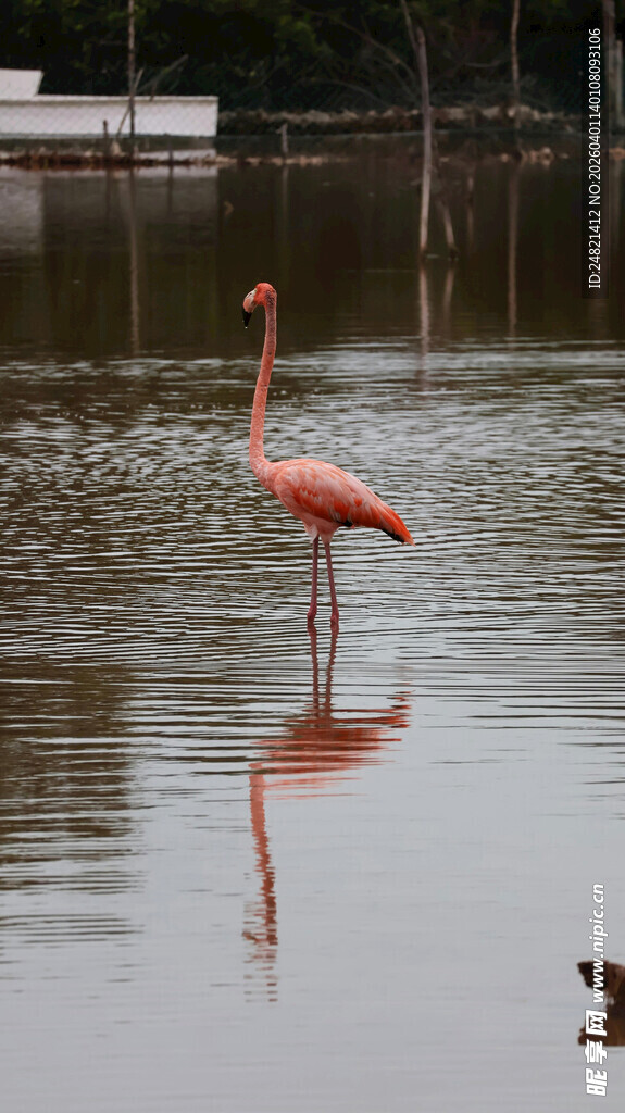 水中火烈鸟优雅身姿