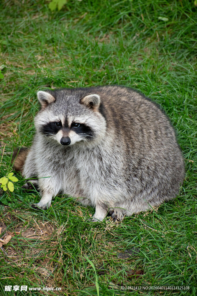 草地上的可爱浣熊