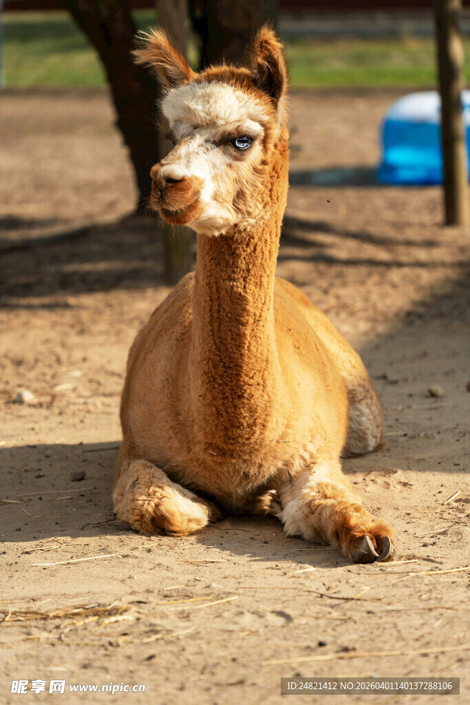 可爱羊驼悠闲趴地
