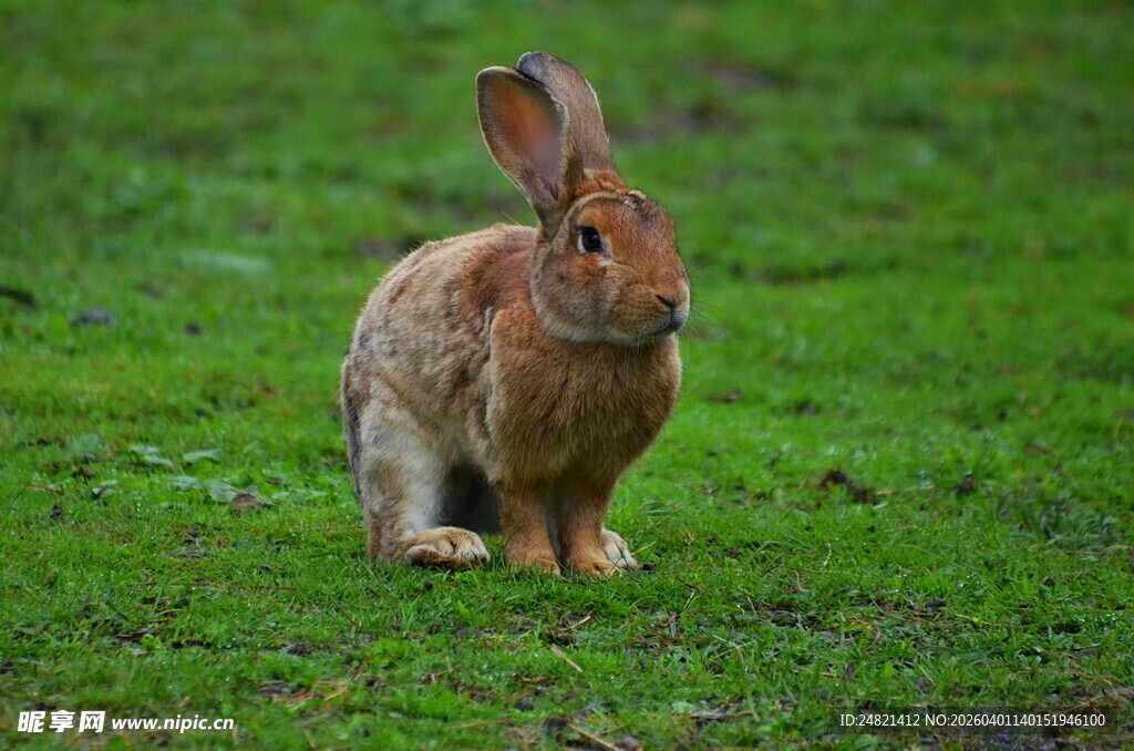 草地上的可爱野兔