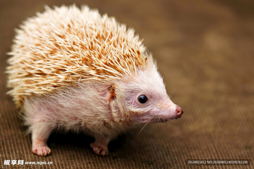 可爱小刺猬特写
