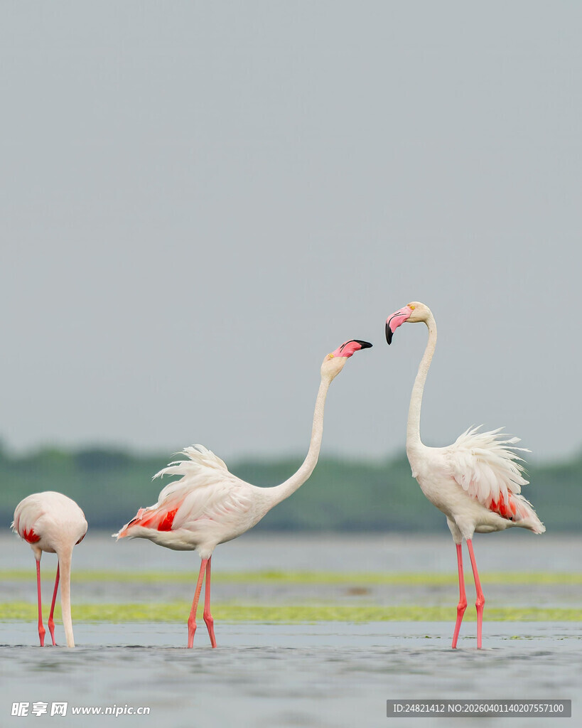 优雅火烈鸟水中亲昵姿态