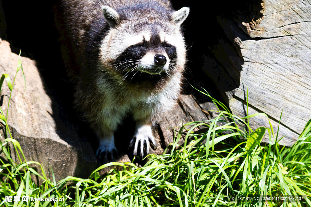 岩石旁的可爱浣熊