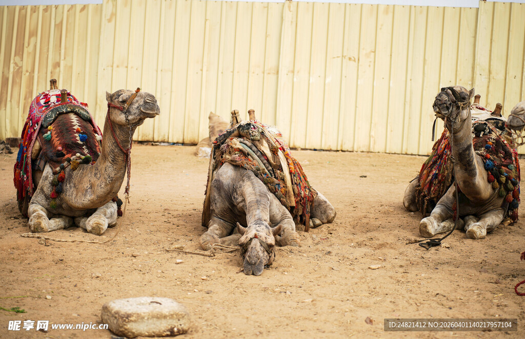 骆驼休憩于棚内场景