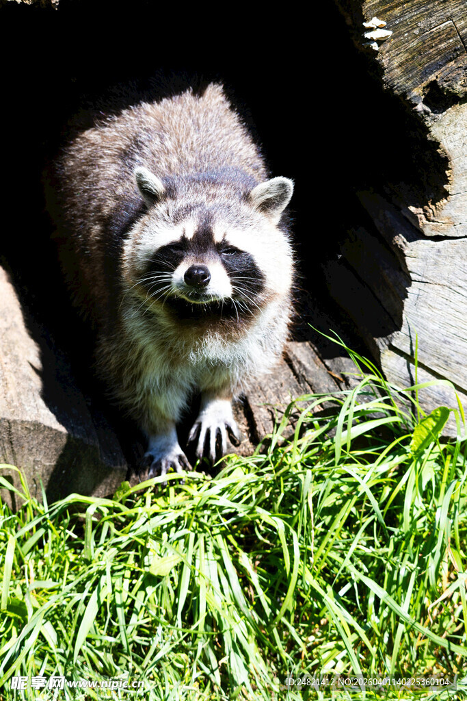 草丛中的可爱浣熊