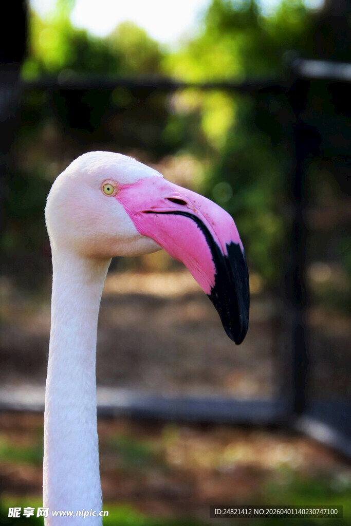 粉红火烈鸟特写