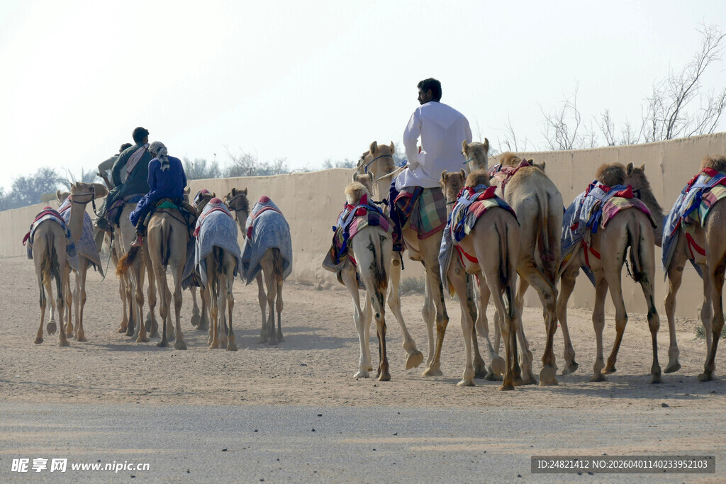 沙漠中驼队行进的场景