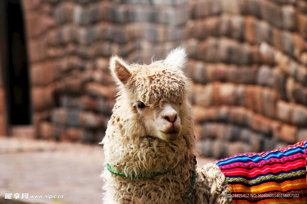 披彩色织物的可爱羊驼