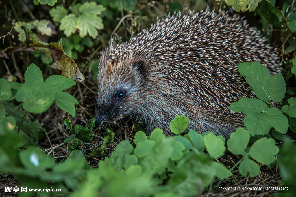 草丛中的小刺猬