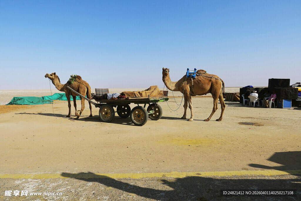 沙漠中骆驼与推车场景