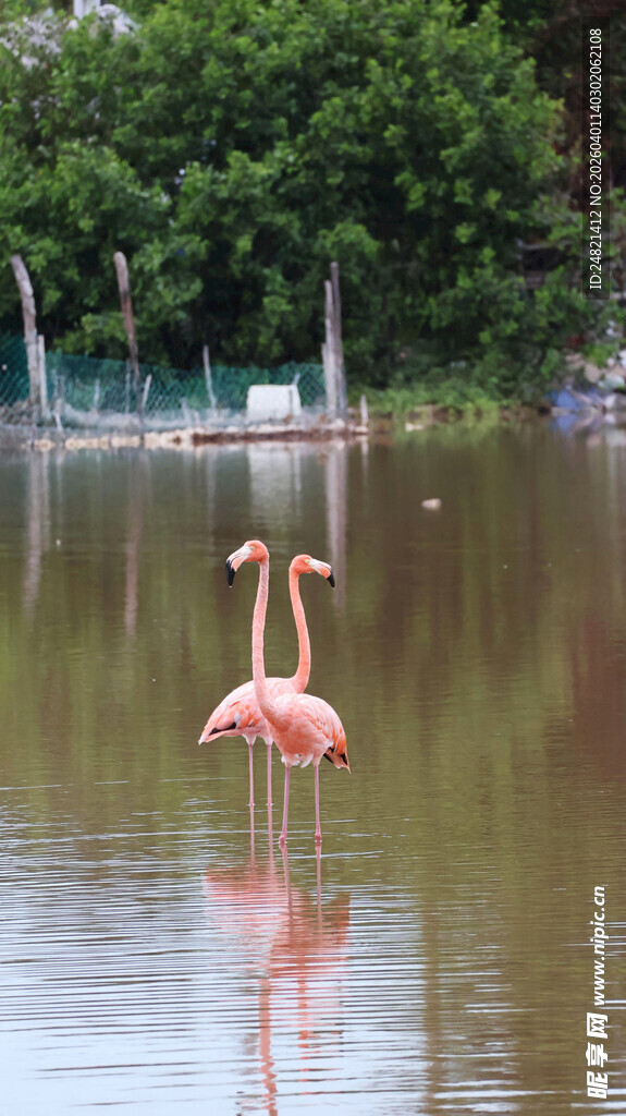 水中双火烈鸟优雅身姿