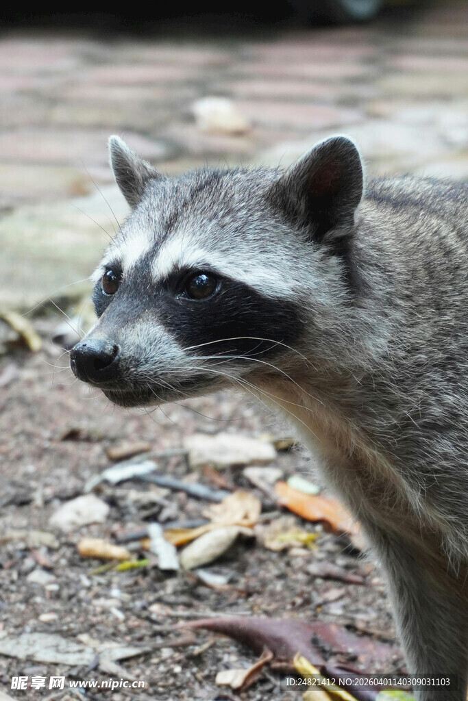 户外站立的浣熊