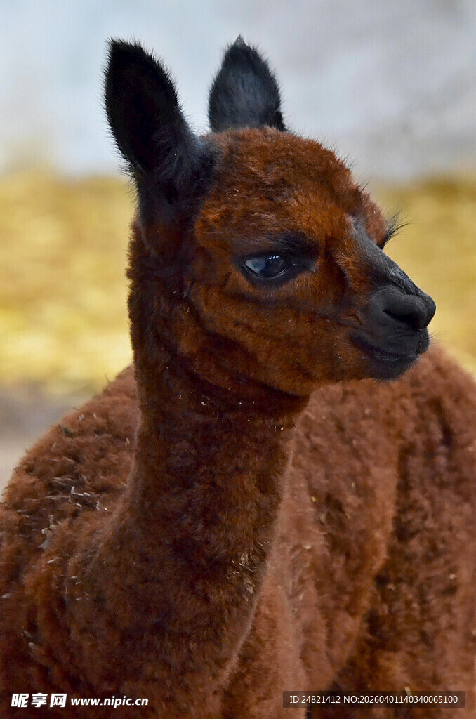 棕色小羊驼特写