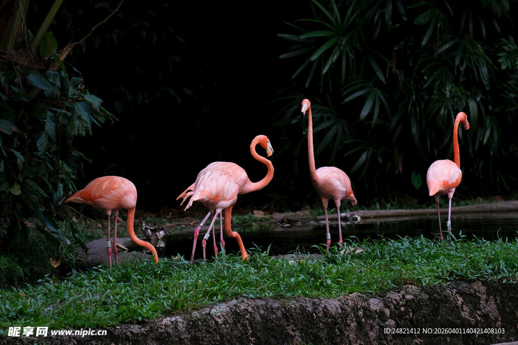 草地上的优雅火烈鸟