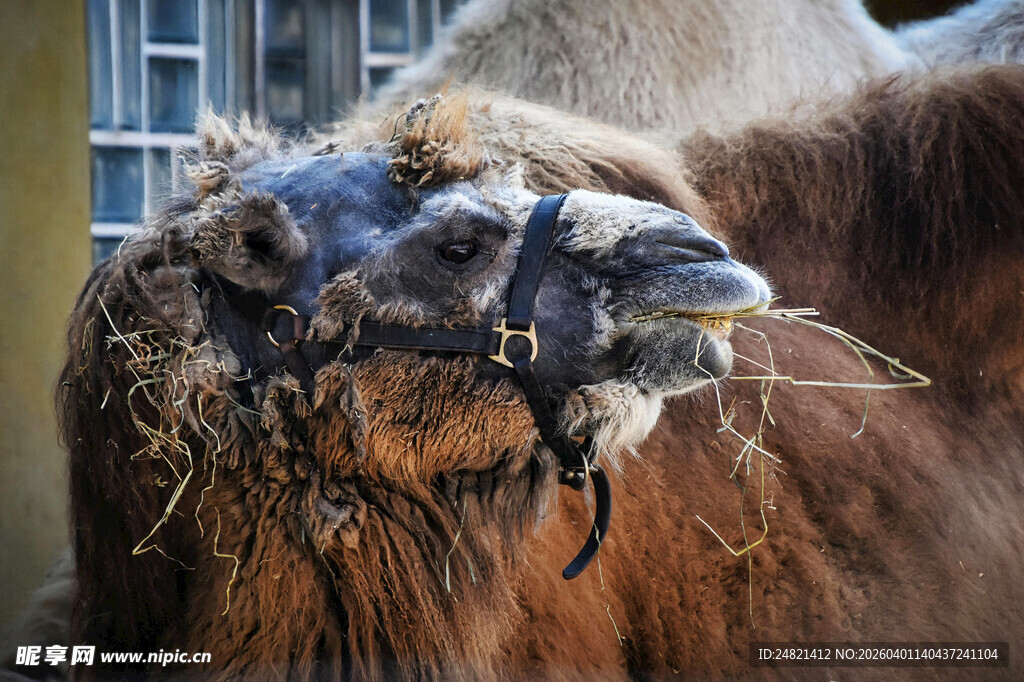骆驼进食特写