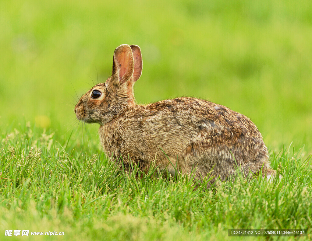 草地上的棕色野兔