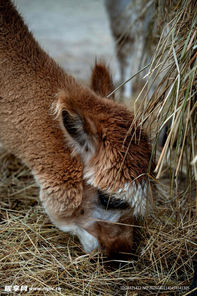 小羊驼低头吃干草