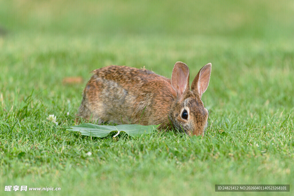 草地上的小兔子进食