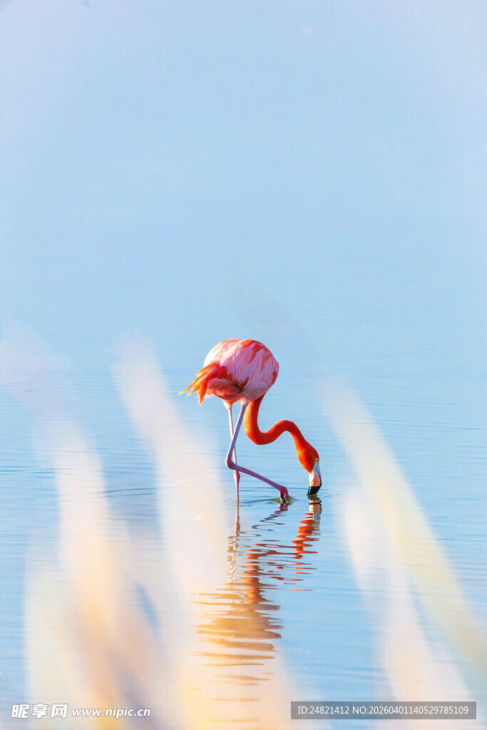 水中火烈鸟的优雅瞬间
