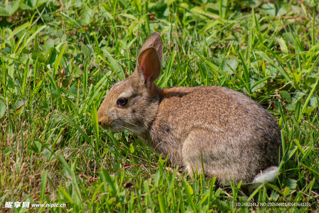 草地上的棕色野兔