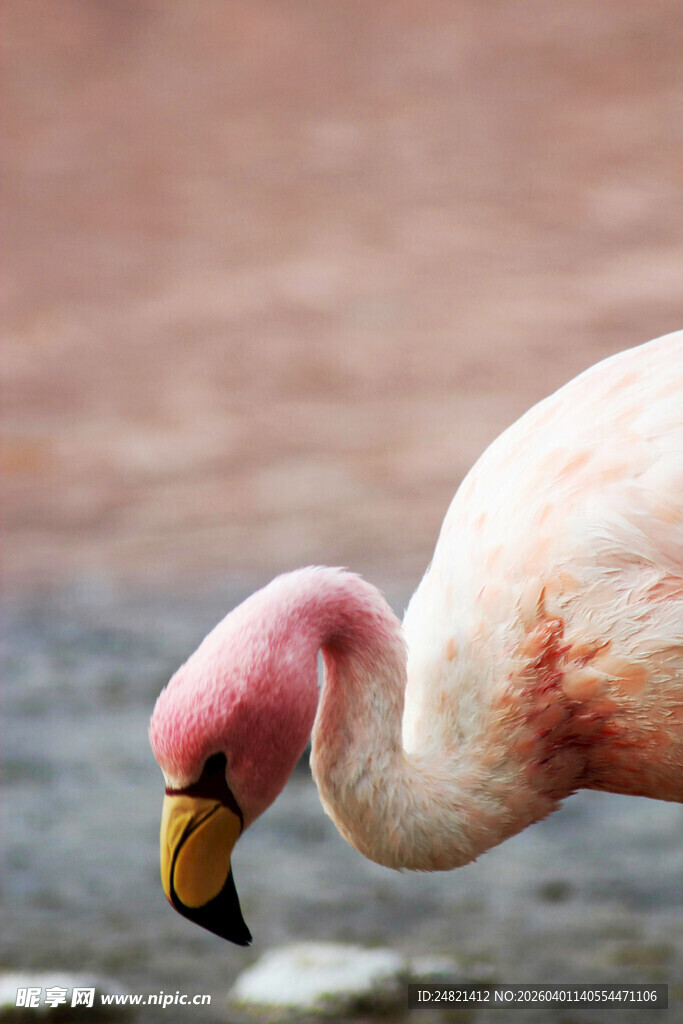 低头觅食的粉红火烈鸟