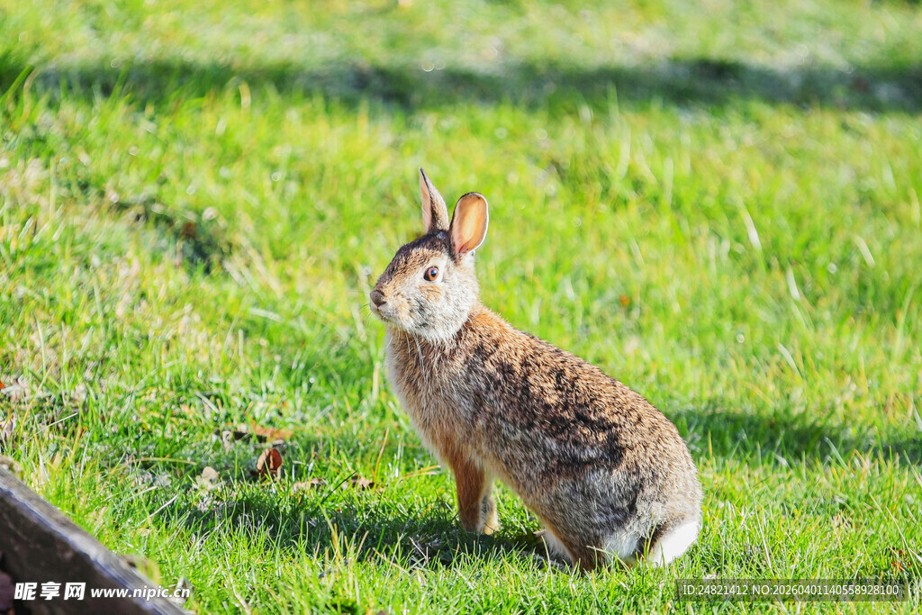 草地上的可爱野兔