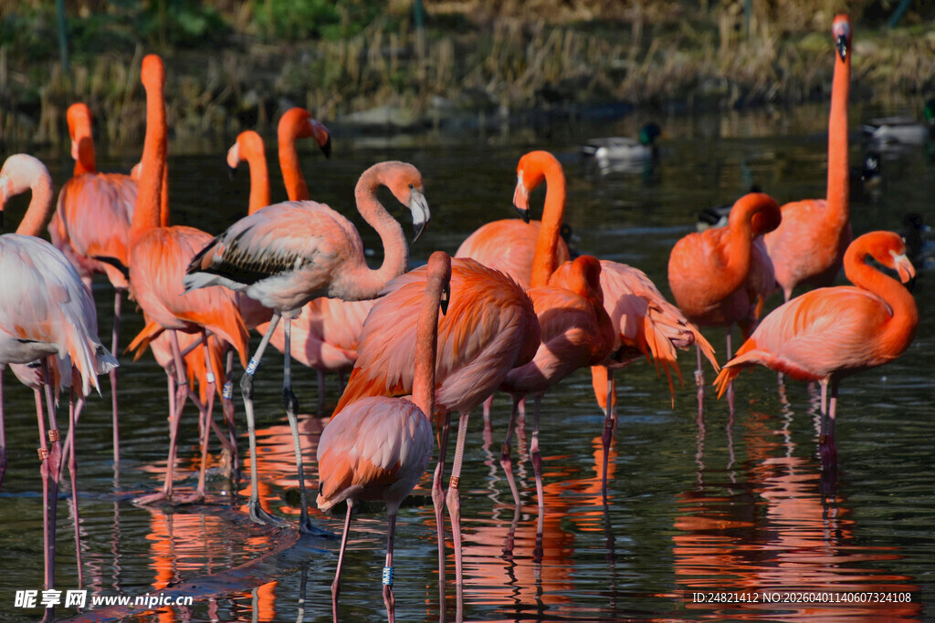 火烈鸟群于水中优雅栖息