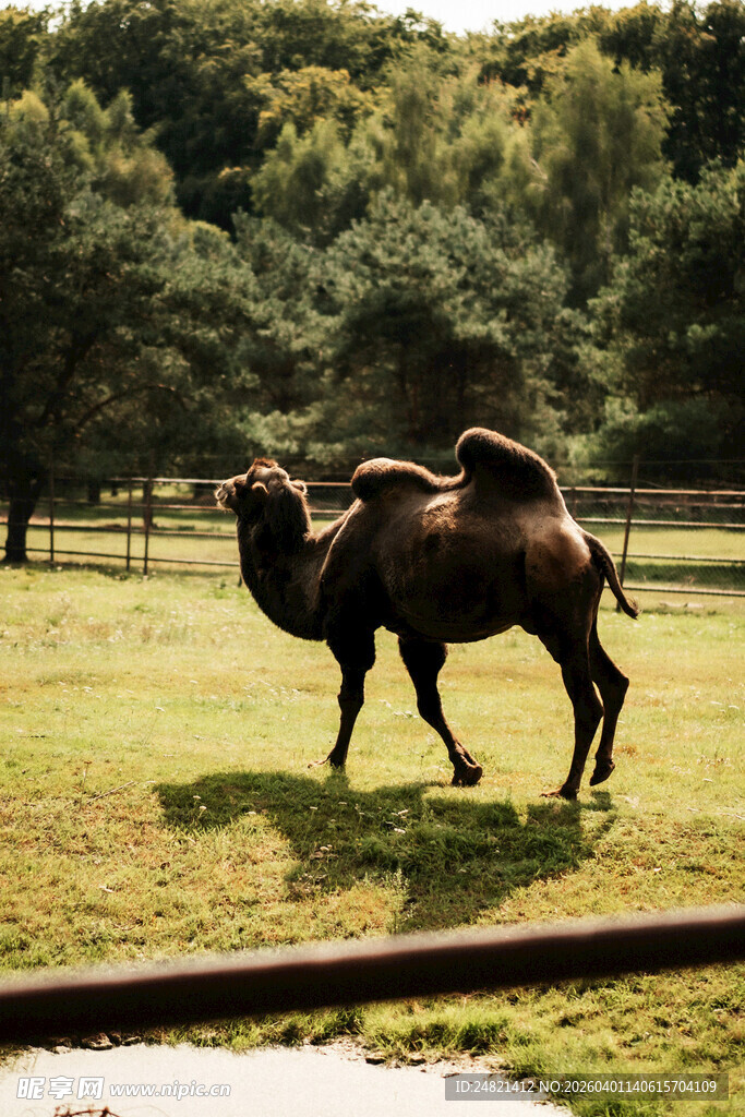 草原上的骆驼