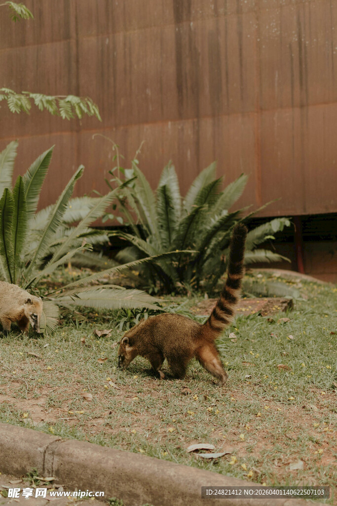 草地上的浣熊与绿植
