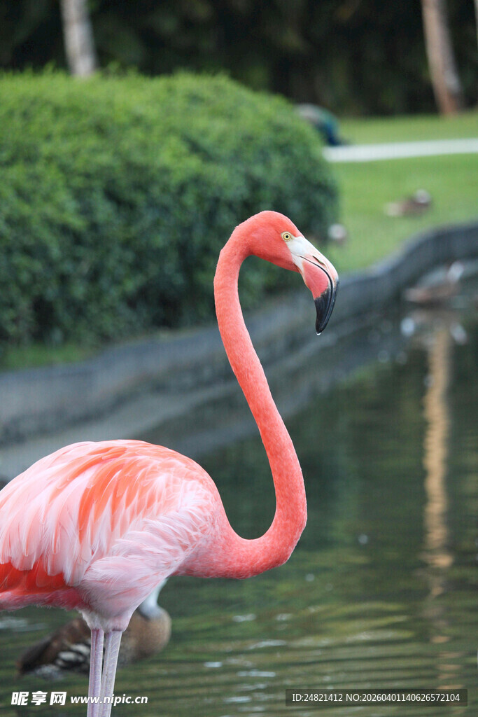 水中漫步的优雅火烈鸟