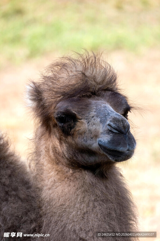 可爱小骆驼特写