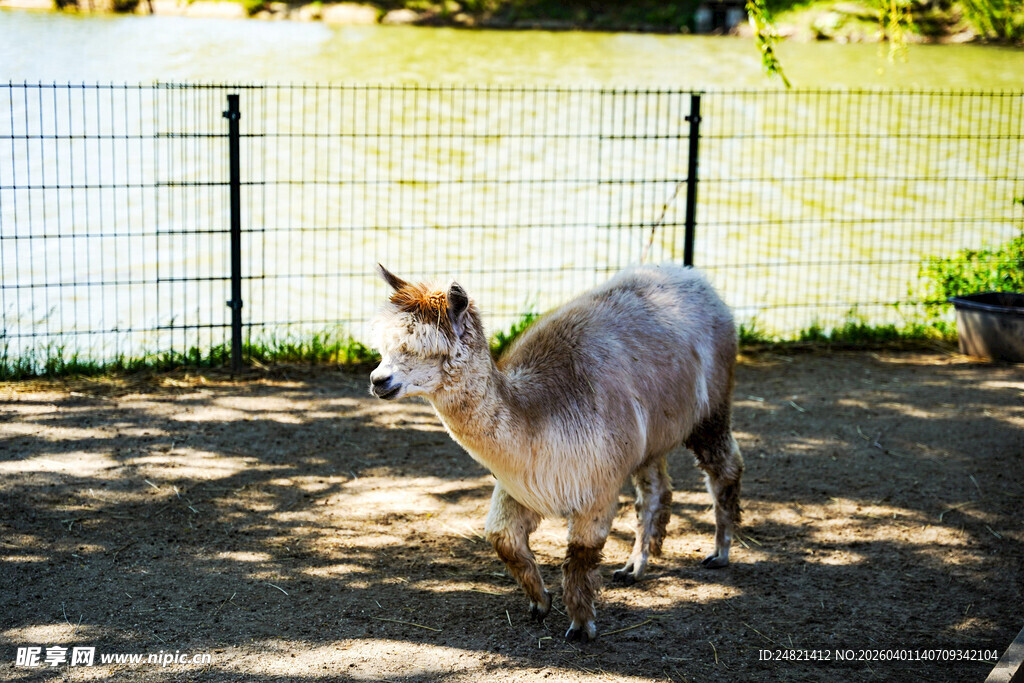 户外阳光下的可爱羊驼
