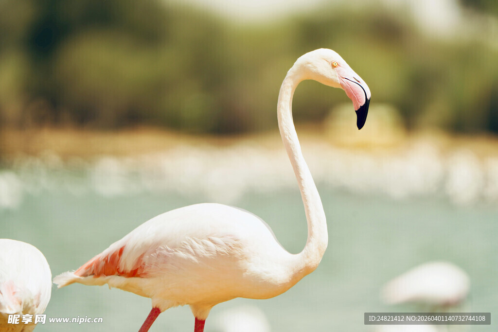 优雅火烈鸟于水边静立
