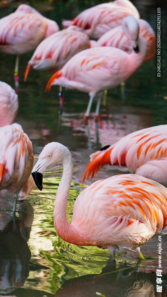 水中的粉色火烈鸟群