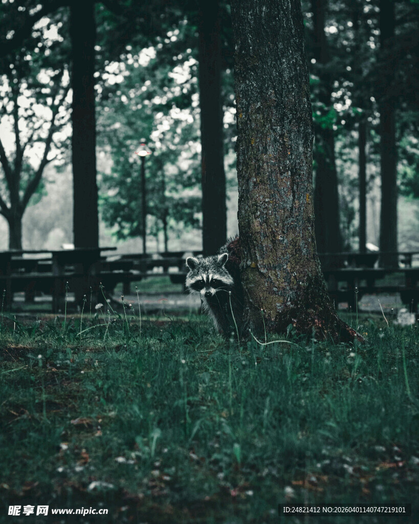 林间大树下的静谧长椅