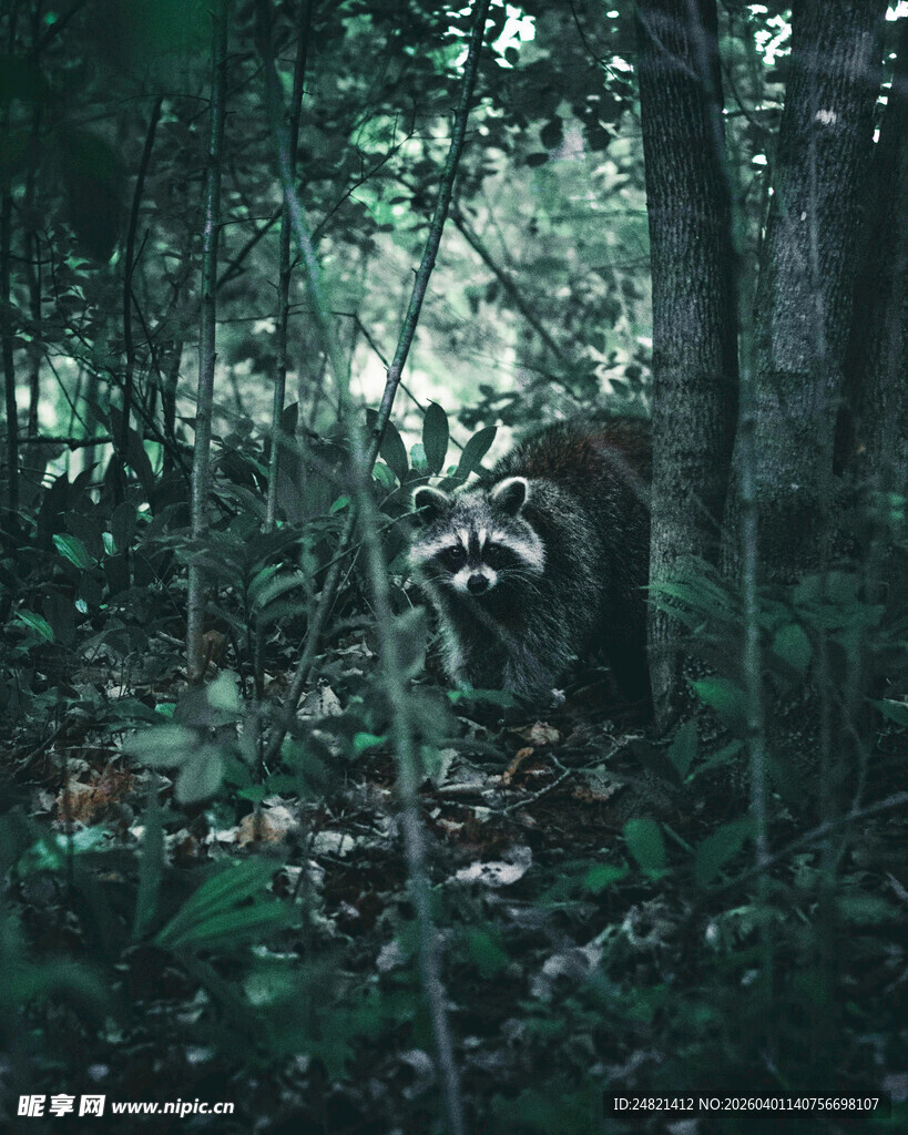 神秘丛林中的静谧景象