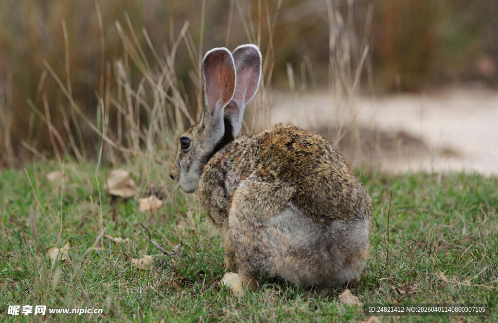 草地上背对镜头的灰兔子