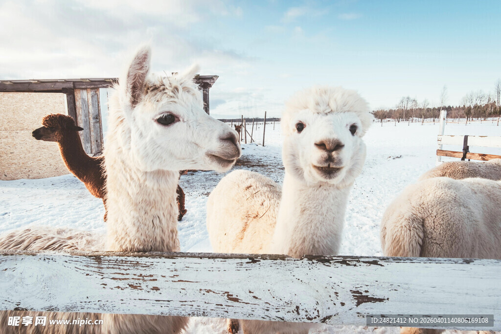 可爱羊驼在雪地中互动