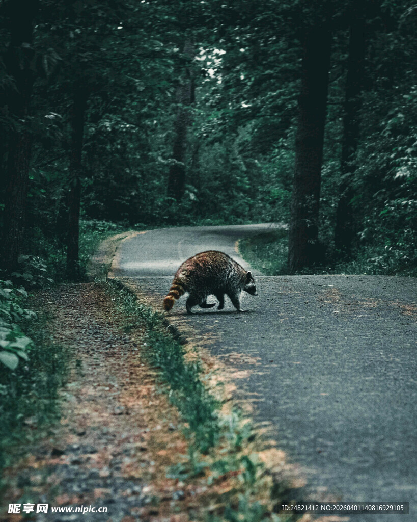 路上漫步的野猪