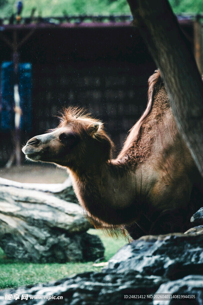 动物园中休憩的骆驼