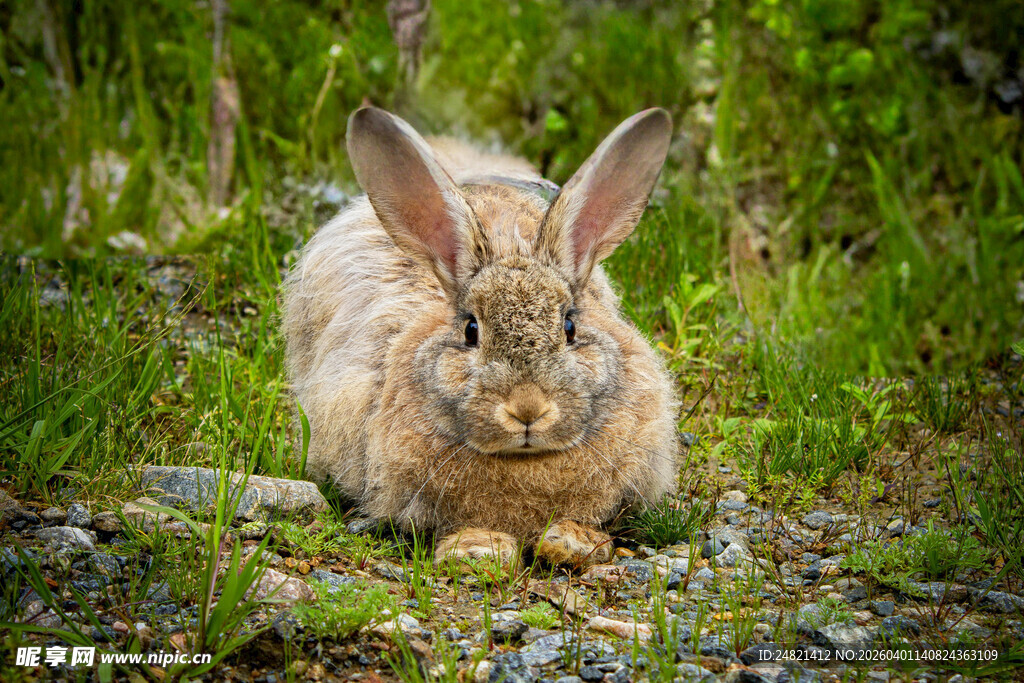 野外休憩的长耳野兔
