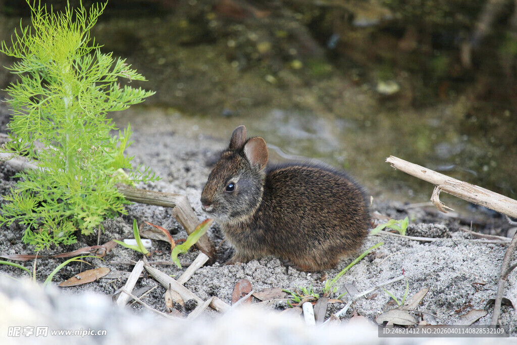 溪边觅食的小型啮齿动物