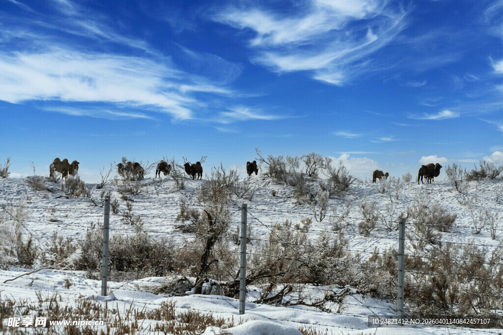 雪地中的动物与植被景观